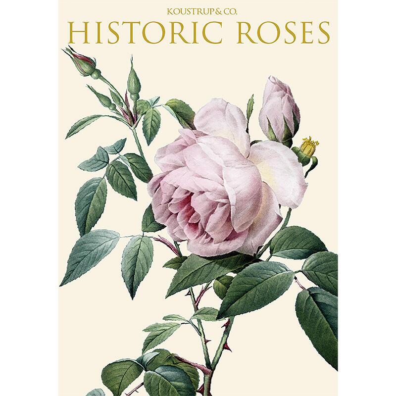 Historic Roses – 8 cards – Koustrup & Co